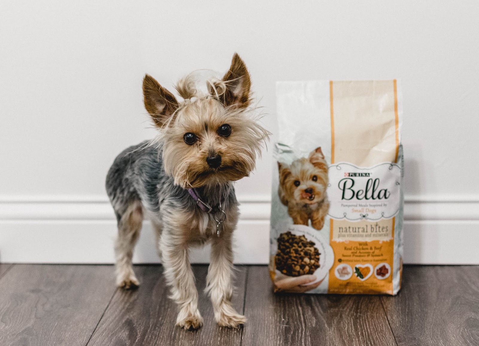 Bella dog food petsmart best sale
